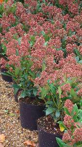 Skimmia Japonica Rubella is  for sale in London and online with nationwide delivery UK