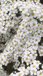Spiraea Cinerea Grefsheim flowering shrub, profuse white flowers in Spring buy online UK delivery