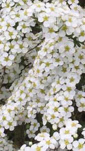 Spiraea Cinerea Grefsheim flowering shrub, profuse white flowers in Spring buy online UK delivery