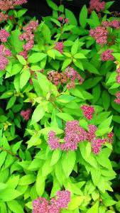 Pink flowering Spiraea Golden Flame to buy online, London UK