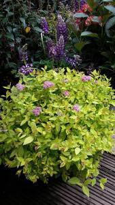 Spiraea Japonica Golden Flame for sale online UK