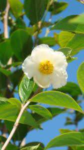 Stewartia Pseudocamellia is for sale at our london garden centre & also online from our web shop.