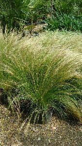 Stipa Tenuissima, Grasses for Sale online UK