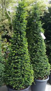English Yew Topiary cones, Taxus Baccata cone shaped topiary for sale online UK