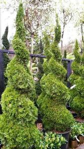 Thuya Occidentalis Smaragd topiary spirals, buy online UK delivery.