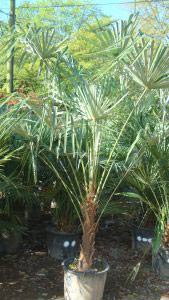 Trachycarpus Fortunei Palm Tree, Hardy Palms London UK. We sell online. 