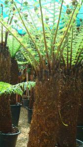 Tasmanian Tree Ferns for sale online with nationwide delivery UK - from specimen tree fern specialists - Paramount Plants.
