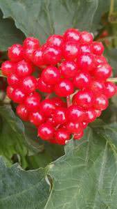 Viburnum or Guelder Rose with red berries of Autumn - for sale online UK