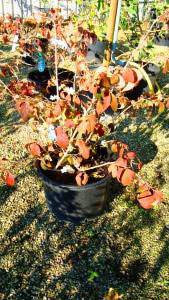 Japanese Snowball Bush showing Autumn Coloured leaves for sale at Paramount Plants, UK