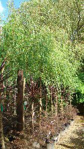 Weeping Willow, Salix Babylonica Trees, UK