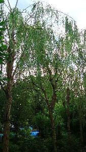 Weeping Willows. Buy Trees and Shrubs