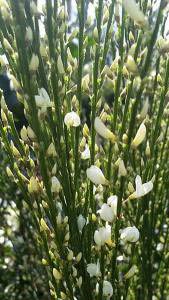 White Spanish Broom shrub in bud. Buy online from Paramount Plants UK