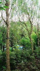 Willows for Sale.  Trees and Shrubs Buy Online