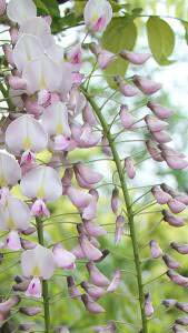 Wisteria Floribunda Honbeni, Rosea is also known as Pink Ice, climbing plants to buy online UK