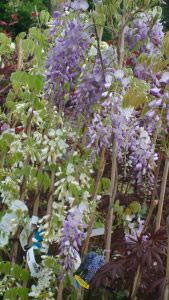 Wisteria Sinensis Domino, pale blue fragrant climber for sale London garden centre.