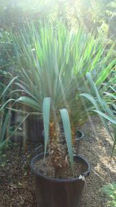 Yucca Gloriosa plants - large specimens for sale London UK