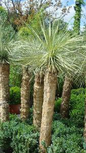 Yucca Plants to buy online UK delivery