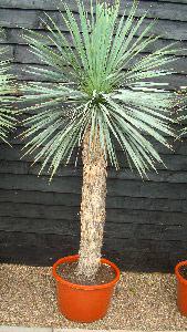 Yucca Rostrata Plants to buy online UK