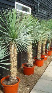 Yucca Rostrata, Spiky and Succulents, Paramount Plants UK. We sell online.