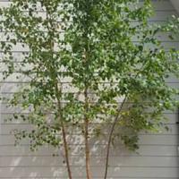 Mature Betula Pendula Silver Birch Trees for Sale Online UK