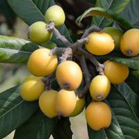 eriobotrya-japonica-loquat-tree-fruits.j