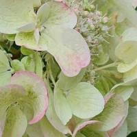 Hydrangea paniculata outlet diamant rouge