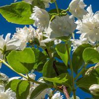 Philadelphus Schneesturm Philadelphus Snow Storm For Sale Philadelphus Schneesturm Philadelphus Snow Storm For Sale