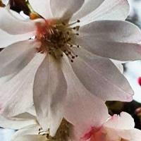 Prunus Subhirtella Autumnalis Or Winter Flowering Cherry Uk