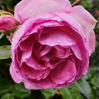 ADR-Rose 5 L 2005 Co Kletterrose Jasmina ® Korkentex ® Kordes