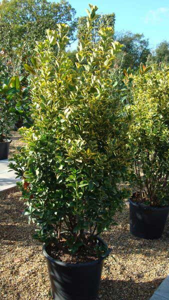 Euonymus Japonicus Aureas, Japanese Spindle, Evergreen Shrubs, Paramount Plants and Gardens