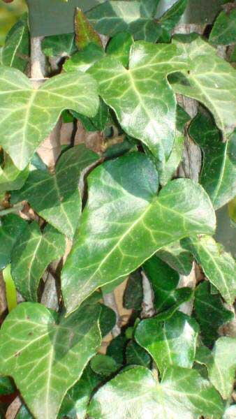 Hedera Helix, range of ivy plants available at our London Garden Centre and online