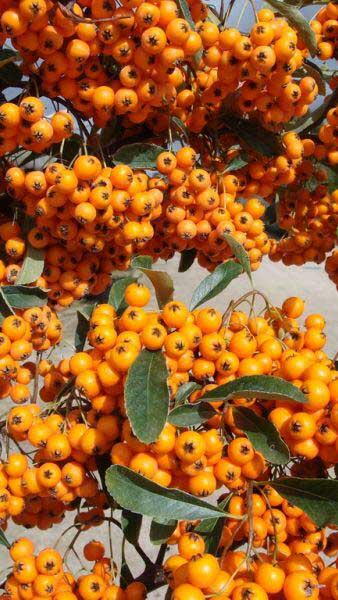 Pyracantha Orange Charmer. By Online London UK.