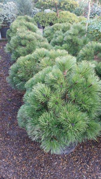 Pinus Nigra Nana, dwarf form of the famous Pinus Nigra 