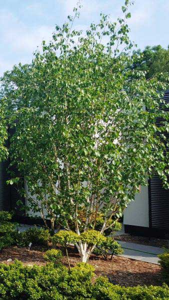 Betula Jacquemontii Multi Stem White Stemmed Birch Trees Uk
