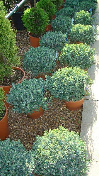 Andromeda, Bog Rosemary, Buy Online UK