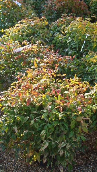 Nandina Domestica Firepower also known as Heavenly Bamboo - for sale from Nursery & Online, UK