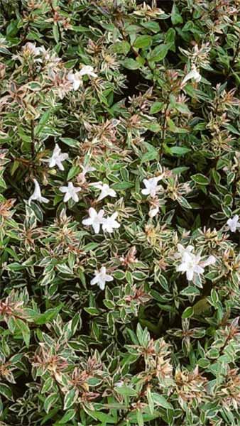 Abelia Grandiflora Confetti is an attractive compact variety of Abelia with variegated leaves and pale pink tubular flowers in profusion, buy online UK.