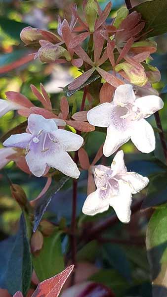 Abelia Edward Goucher Compact Shrub for Sale Online UK delivery.