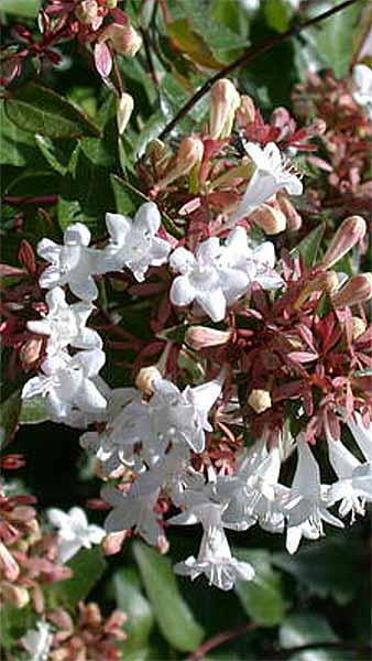 Abelia Grandiflora Sherwoodii Compact Flowering Shrub