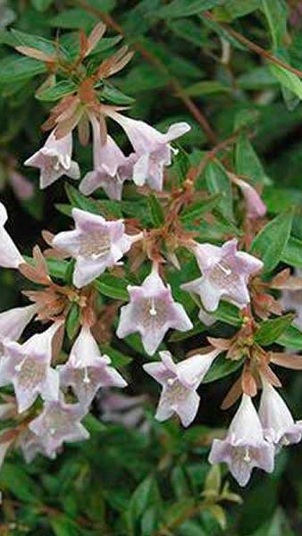 Abelia X Grandiflora or glossy Abelia is for sale online at our London garden centre, UK delivery.