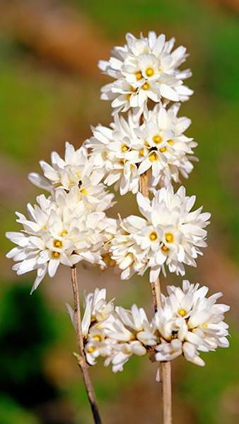 Abeliophyllum Distichum or White Forsythia, fragrant Spring flowering shrub, good sized specimens for sale online with UK delivery.