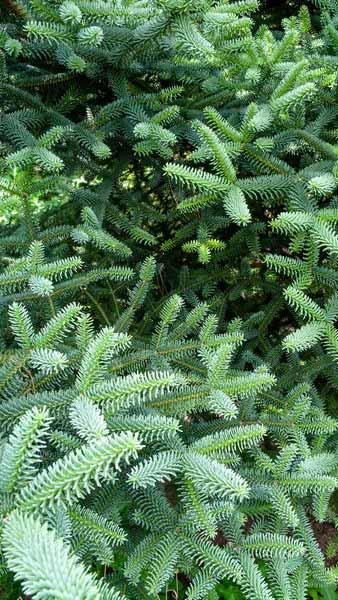 Abies Pinsapo Glauca Spanish Fir also Hedgehog Fir