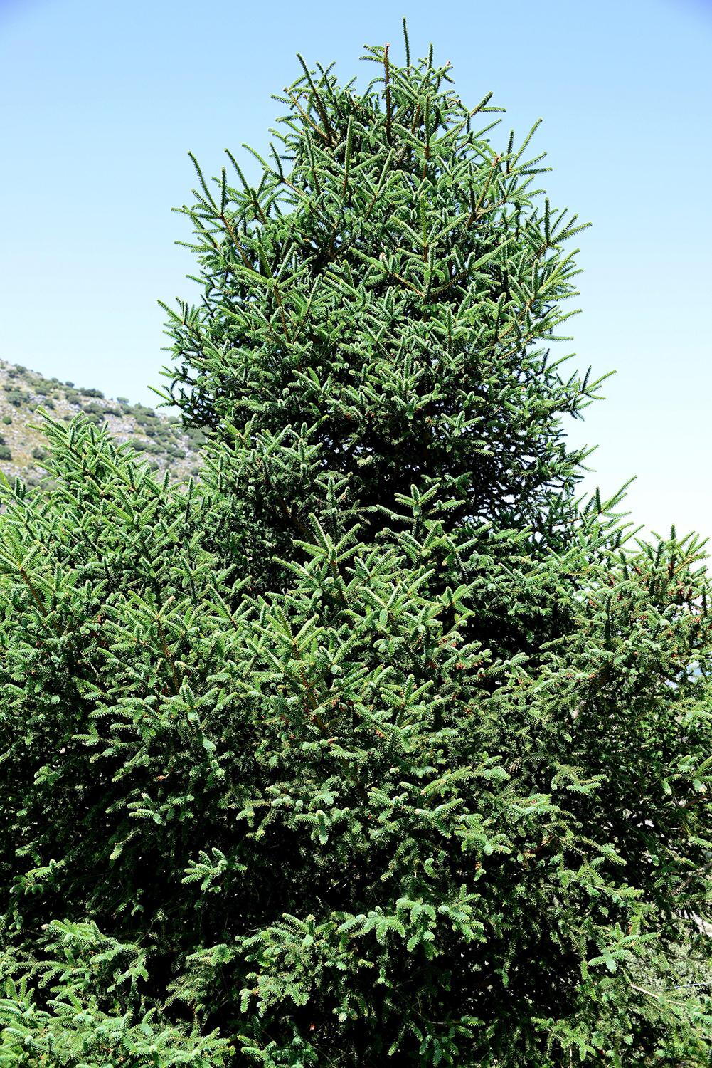Glauca Blue Spanish Fir Fir