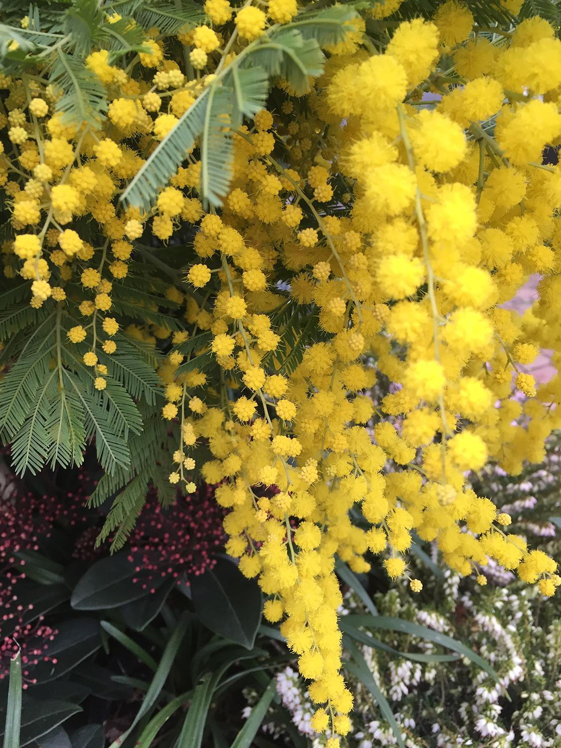 Mimosa Tree Standard Mimosa