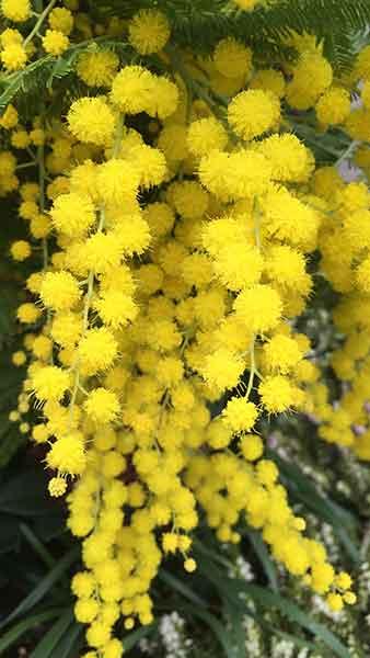 Acacia Dealbata Mimosa also known as Yellow Mimosa Tree for Sale online with UK and Ireland delivery. 