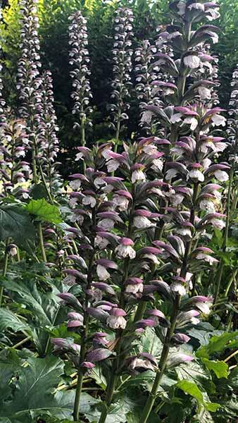 Acanthus Mollis Bears Breech flowering, the tall white flower spikes have a strong architectural appearance. Buy online UK delivery.
