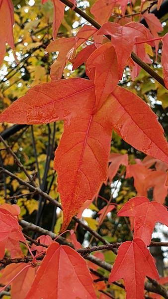 Acer Buergerianum - Trident Maple