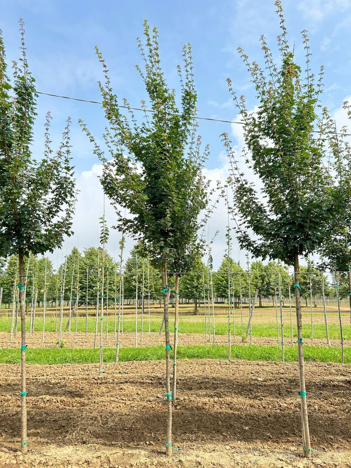 Field Maple Key Field Maple Trees for Sale. Acer Campestre. Hedge Maple