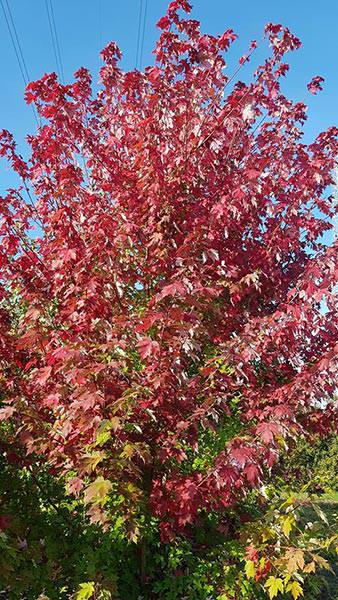 Acer Cappadocicum Rubrum is also known as Red Cappadocian Maple or the Blood Maple, buy online with UK delivery