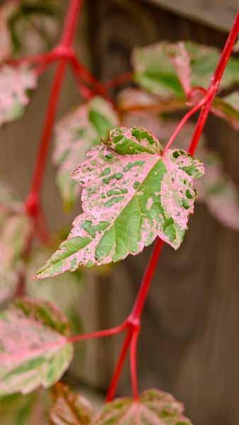 Acer Conspicuum Red Flamingo Snakebark Maple 